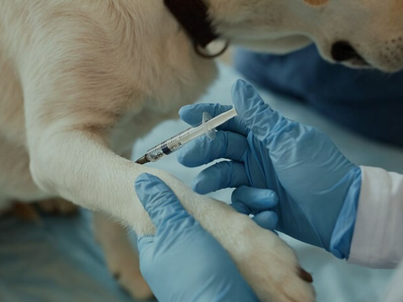 Il vaccino AIM pubblica gli ultimi dati preclinici del vaccino antirabbico mRNA nei vaccini 